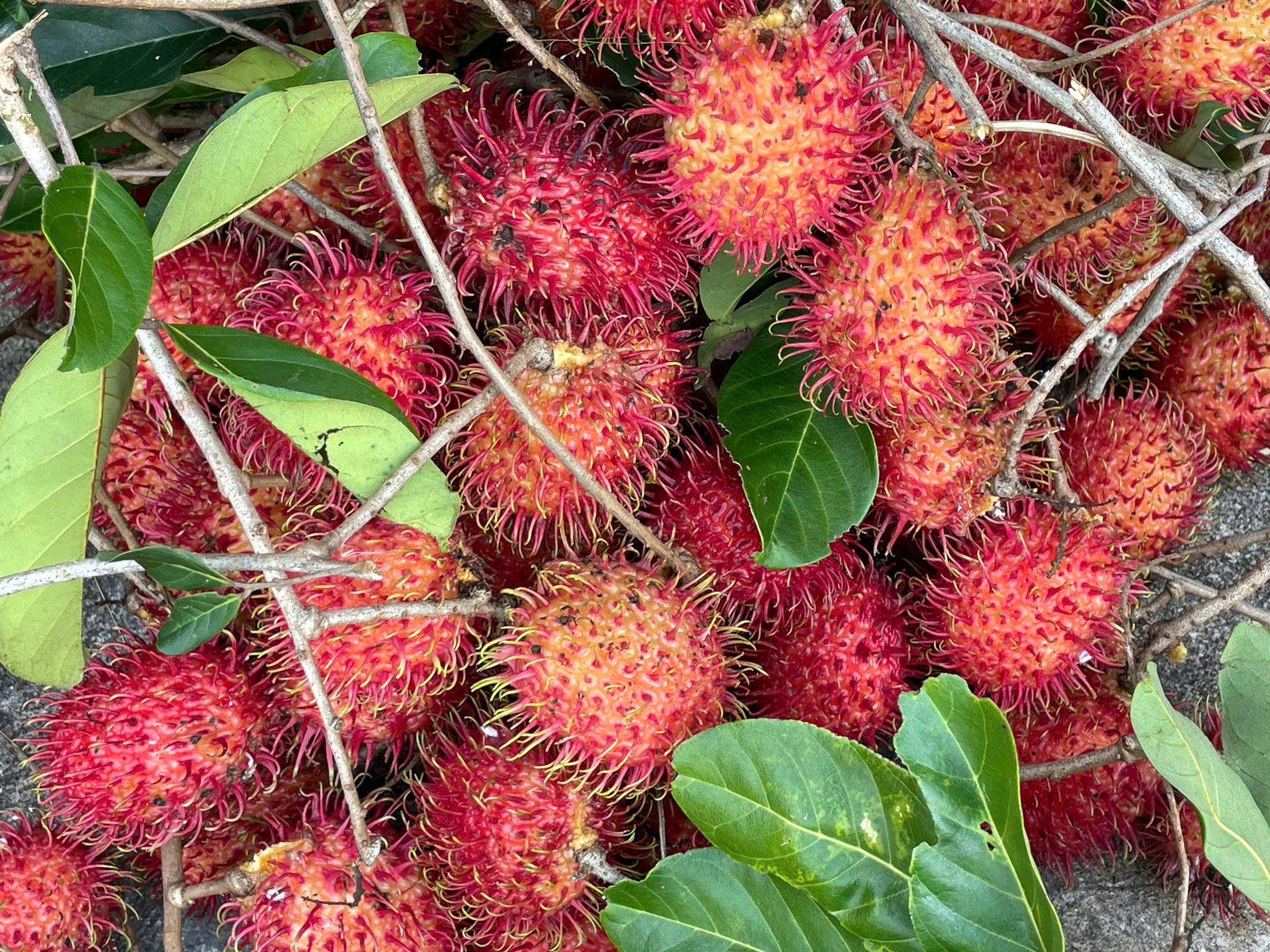 NÔNG SẢN NGHĨA HÀNH 